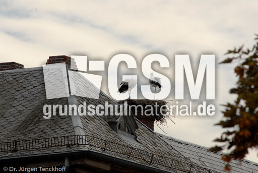 Weißstorch (6 von 20).jpg